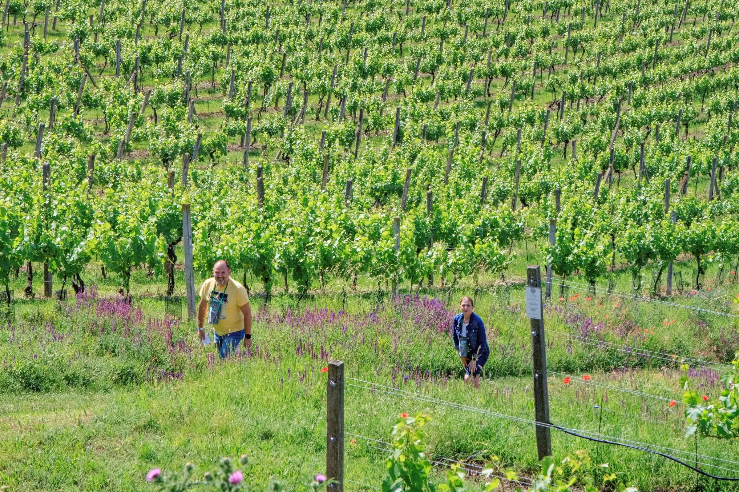 Putování vinicemi